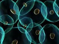 microscopic image of cells